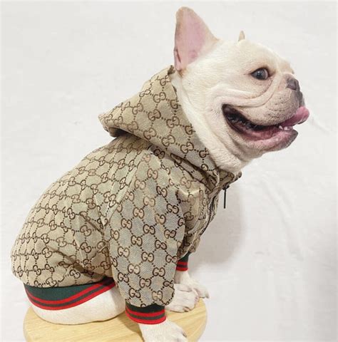 gucci puppy sweater|Gucci dog leash.